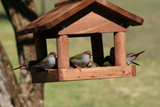 Firetail Finches